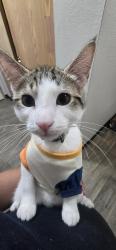 Lost Male Cat last seen Lancaster dr. En los apartamentos Lancaster Terrace, Salem, OR 97305