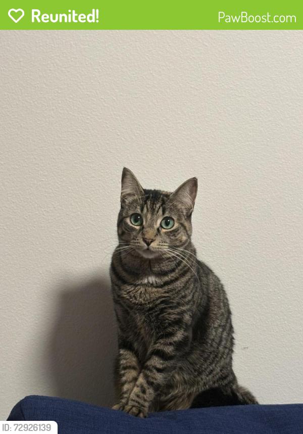 Reunited Female Cat last seen Harbor ave Sw & 30th ave Sw, Seattle, WA 98126