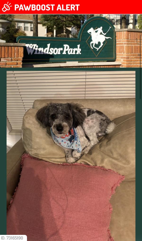 Lost Male Dog last seen Polo Run neighborhood parking lot, Maryland Heights Township, MO 63146