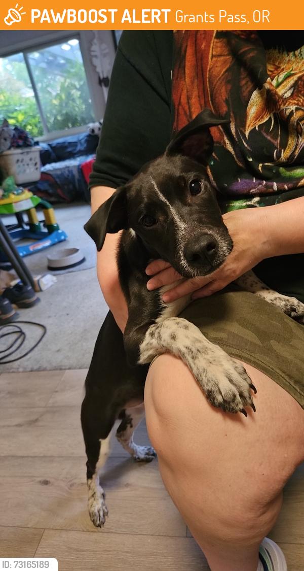 Found/Stray Male Dog last seen Rogue River Highway and 199, near Thrift Right Here, Grants Pass, OR 97526