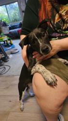 Found/Stray Male Dog last seen Rogue River Highway and 199, near Thrift Right Here, Grants Pass, OR 97526
