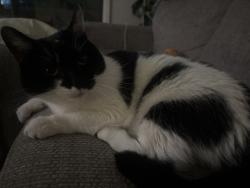Found/Stray Unknown Cat last seen Bent creek apmts, Hollins, VA 24019