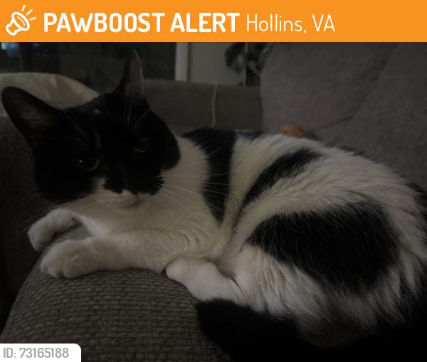 Found/Stray Unknown Cat last seen Bent creek apmts, Hollins, VA 24019