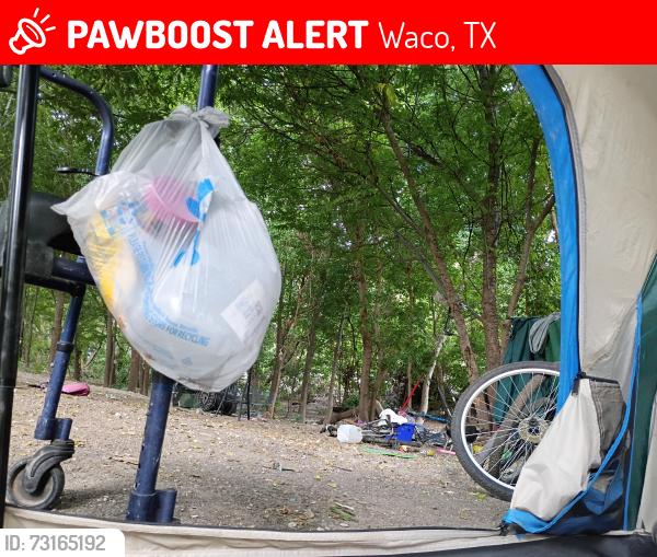 Lost Male Dog last seen Wing stop parking lot, Waco, TX 76703