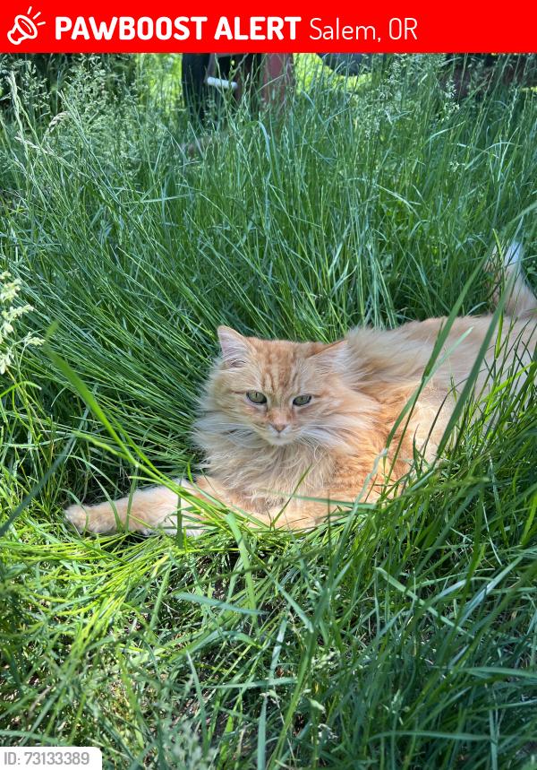 Lost Male Cat last seen Madrona CT SE and Fairview Industrial Dr SE, Salem, OR 97302