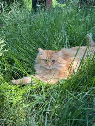 Lost Male Cat last seen Madrona CT SE and Fairview Industrial Dr SE, Salem, OR 97302