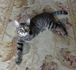 Lost Female Cat last seen Lincoln Ave & Bloomfield Ave, Cypress, Ca, Cypress, CA 90630