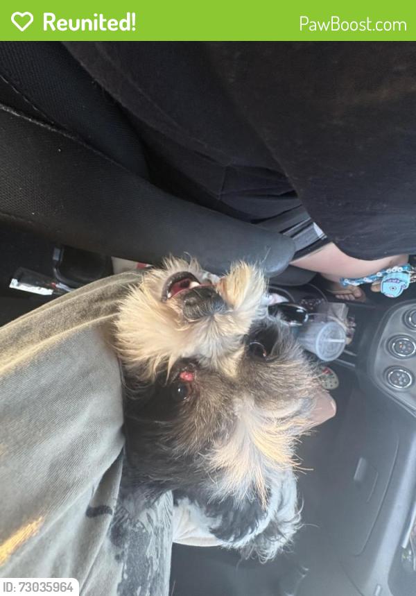 Reunited Male Dog last seen Trevino elementary school, Edinburg, TX 78541