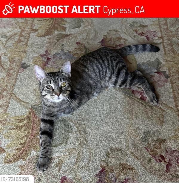 Lost Female Cat last seen Lincoln Ave & Bloomfield Ave, Cypress, Ca, Cypress, CA 90630
