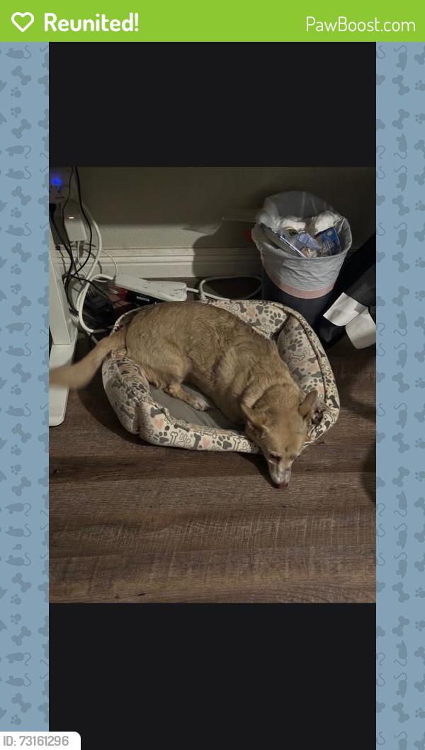 Reunited Female Dog last seen Peach and Belmont, Fresno, CA 93727