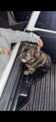 Found/Stray Male Dog last seen Muscoy Ogden st, Muscoy, CA 92407