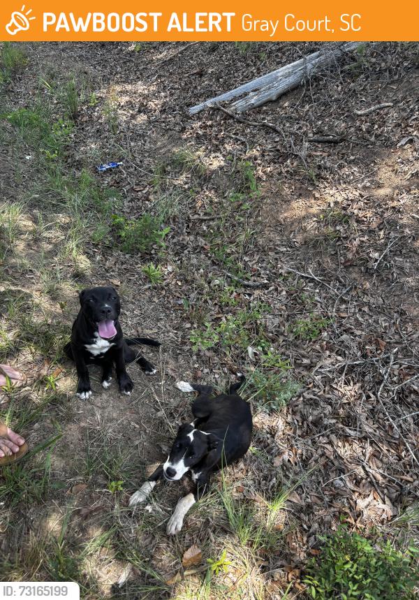Rehomed Female Dog last seen On the side of the road, Gray Court, SC 29645