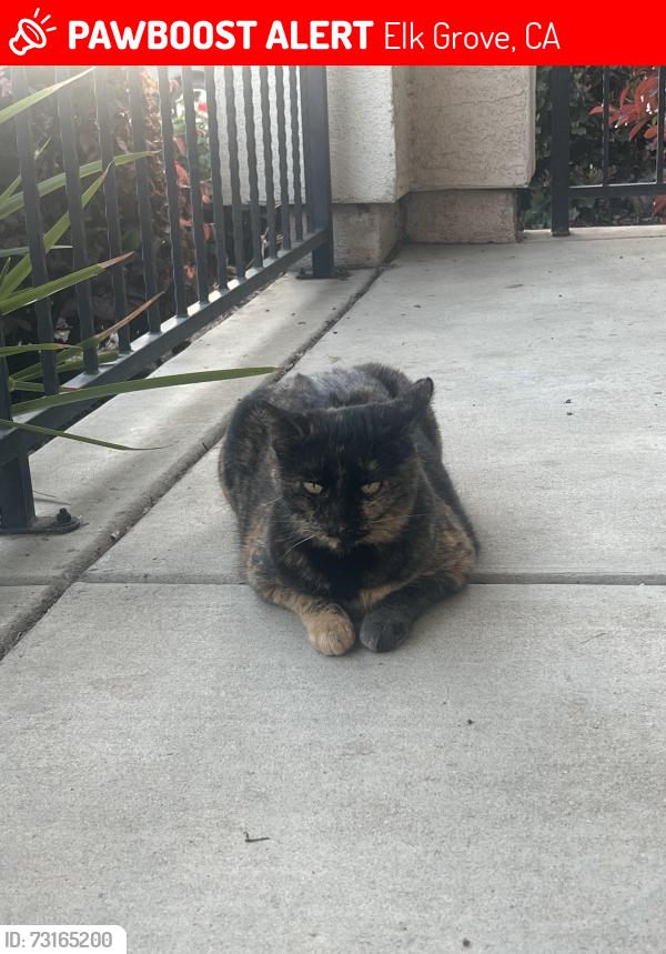 Lost Female Cat last seen Coppola CIR, Elk Grove, CA 95757