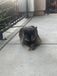 Lost Female Cat last seen Coppola CIR, Elk Grove, CA 95757