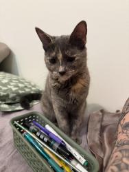 Lost Female Cat last seen Near s freeman rd, Orchard Park, NY 14127