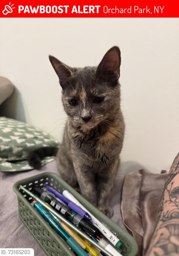 Lost Female Cat last seen Near s freeman rd, Orchard Park, NY 14127