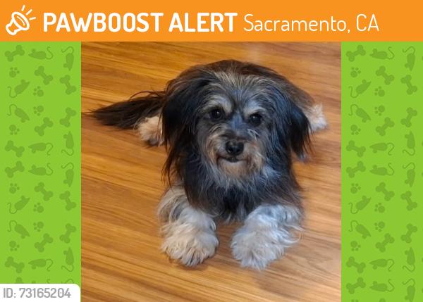 Found/Stray Male Dog last seen Freeport Blvd and Florin Road, Sacramento, CA 95822