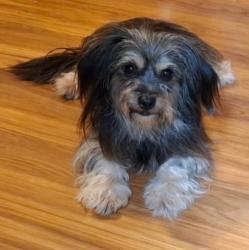 Found/Stray Male Dog last seen Freeport Blvd and Florin Road, Sacramento, CA 95822