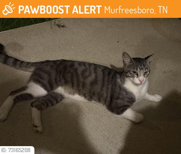 Found/Stray Male Cat last seen Woods edge, Halls Hill Pike, Murfreesboro, TN 37130