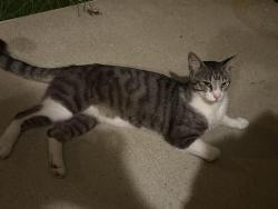 Found/Stray Male Cat last seen Woods edge, Halls Hill Pike, Murfreesboro, TN 37130