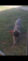 Lost Female Cat last seen Atchison 28th Avenue Sand Creek, Aurora, CO 80011