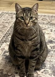 Lost Male Cat last seen Near river road south, Peterborough, ON K9J 1E6