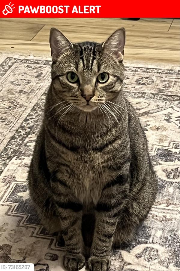 Lost Male Cat last seen Near river road south, Peterborough, ON K9J 1E6