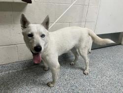 Shelter Stray Female Dog last seen Near BLK E ANAHEIM ST LONG BEACH CA 90813, 7700 E Spring St, Long Beach, CA 90815, USA