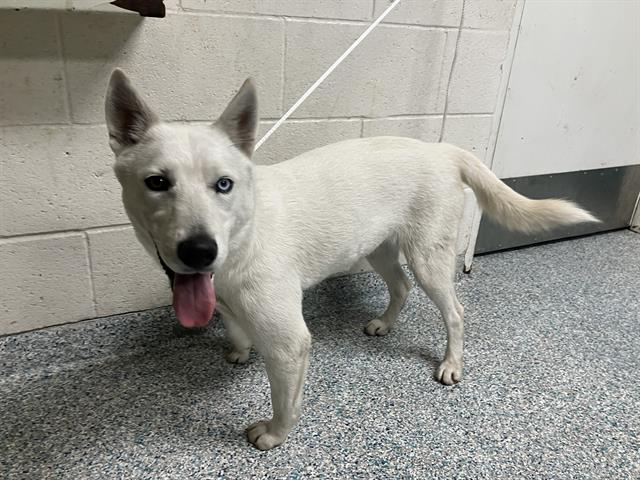 Shelter Stray Female Dog last seen Near BLK E ANAHEIM ST LONG BEACH CA 90813, 7700 E Spring St, Long Beach, CA 90815, USA