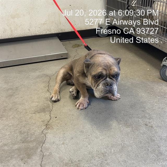 Shelter Stray Male Dog last seen Near BLOCK E MADISON AVE, FRESNO CA 93702 2113, 5277 E Airways Blvd, Fresno, CA 93727, USA
