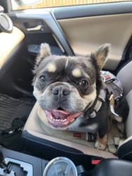 Reunited Male Dog last seen 49th and 26th sve, Vancouver, WA 98663