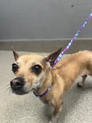Shelter Stray Female Dog last seen Near BLK SIMMONS ST, 655 N Mojave Rd, Las Vegas, NV 89101, USA