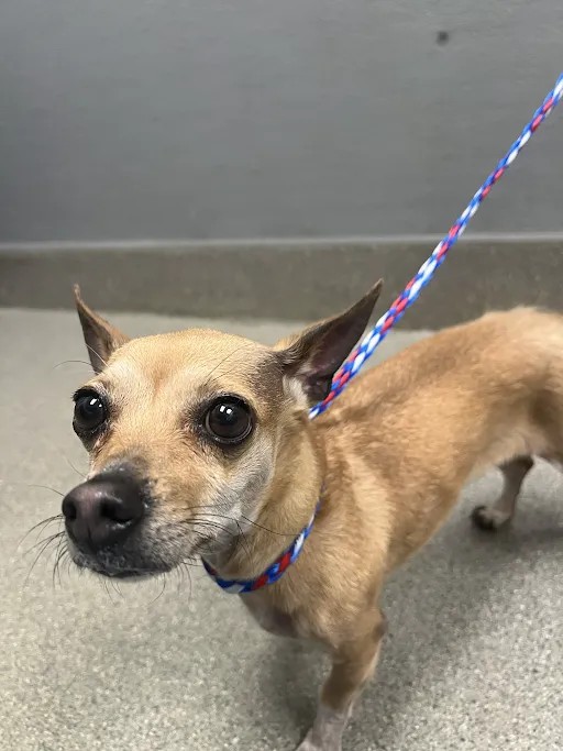 Shelter Stray Female Dog last seen Near BLK SIMMONS ST, 655 N Mojave Rd, Las Vegas, NV 89101, USA
