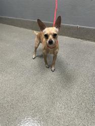 Shelter Stray Male Dog last seen Near BLOCK S PECOS RD, LAS VEGAS NV 89120, 655 N Mojave Rd, Las Vegas, NV 89101, USA