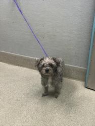 Shelter Stray Male Dog last seen Near BLOCK E LAKE MEAD BLVD, LAS VEGAS NV 89115, 655 N Mojave Rd, Las Vegas, NV 89101, USA