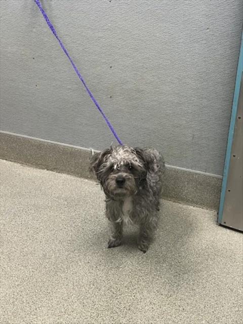 Shelter Stray Male Dog last seen Near BLOCK E LAKE MEAD BLVD, LAS VEGAS NV 89115, 655 N Mojave Rd, Las Vegas, NV 89101, USA