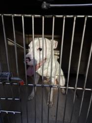 Shelter Stray Male Dog last seen Near BLOCK N RANCHO DR, LAS VEGAS NV 89130, 655 N Mojave Rd, Las Vegas, NV 89101, USA