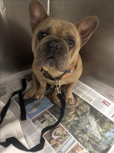 Shelter Stray Male Dog last seen , 14409 Vanowen St, Van Nuys, CA 91405, USA