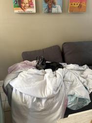 Lost Female Dog last seen Kanuga road, Hendersonville, NC 28739