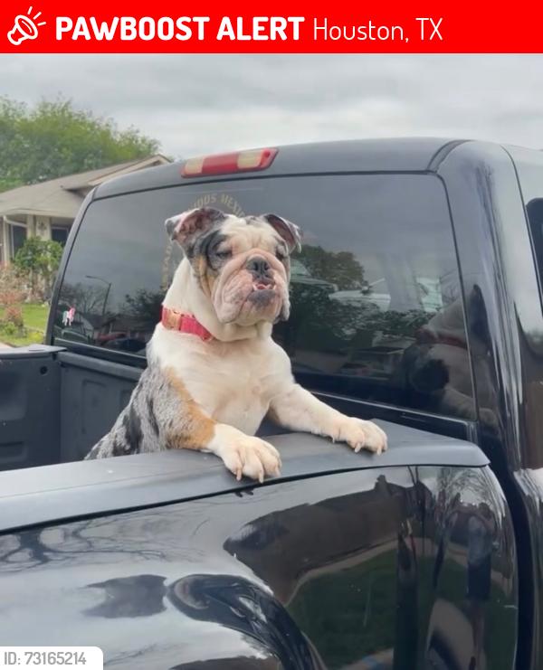 Lost Female Dog last seen Rumford ln, Houston, TX 77084