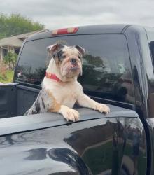 Lost Female Dog last seen Rumford ln, Houston, TX 77084