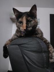 Lost Female Cat last seen Barron Dr, Jackson Dr. Norman, oklahoma 73071, Norman, OK 73071
