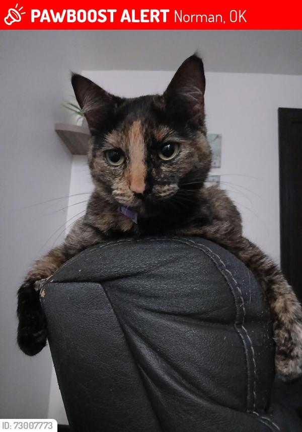 Lost Female Cat last seen Barron Dr, Jackson Dr. Norman, oklahoma 73071, Norman, OK 73071