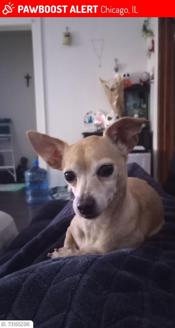 Lost Female Dog last seen 30th and s tripp ave, Chicago, IL 60623
