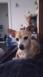 Lost Female Dog last seen 30th and s tripp ave, Chicago, IL 60623