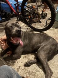 Found/Stray Male Dog last seen Close to ball state, Muncie, IN 47304