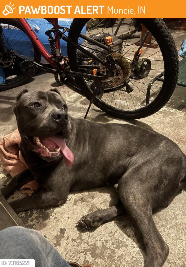 Found/Stray Male Dog last seen Close to ball state, Muncie, IN 47304