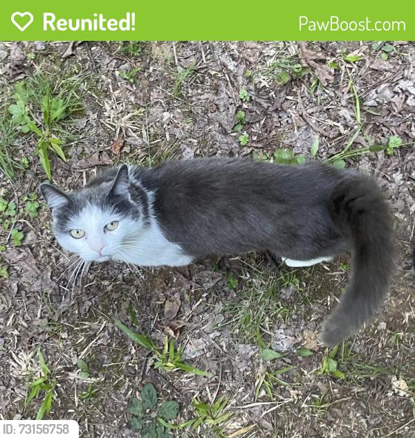 Reunited Female Cat last seen Soaring Eagle Campground, Lenoir City, TN 37771