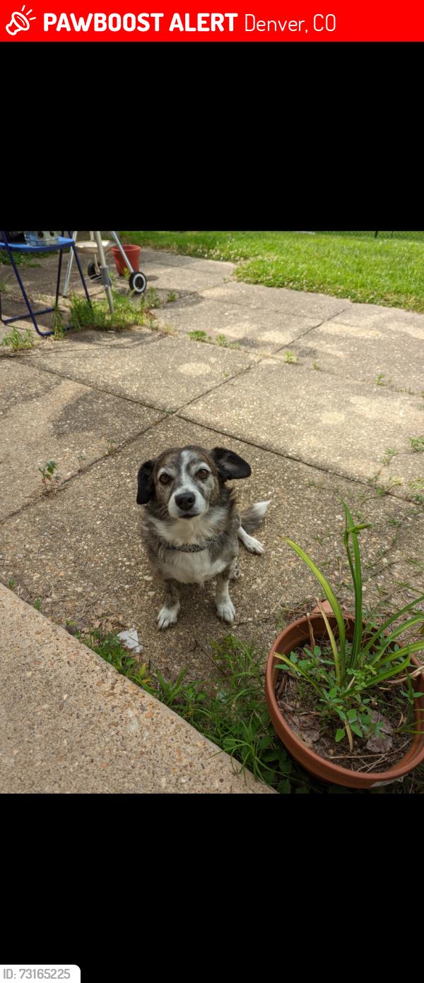 Lost Male Dog last seen S Xavier and harvard, Denver, CO 80219