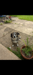 Lost Male Dog last seen S Xavier and harvard, Denver, CO 80219